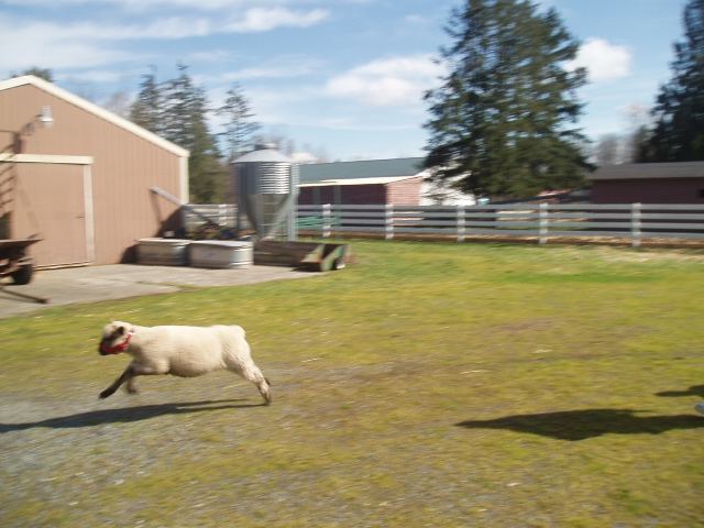 Sheep Photo of Reece