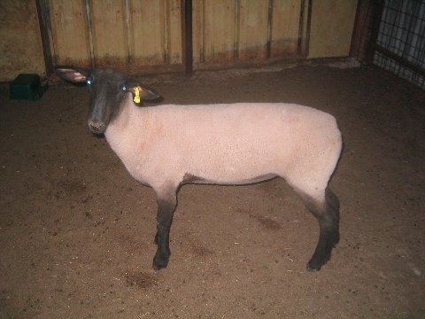 Sheep Photo of Pegacornc