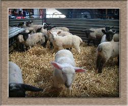 Sheep Photos - The pets - Click To Enlarge