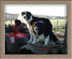 Sheep Postcard Photo