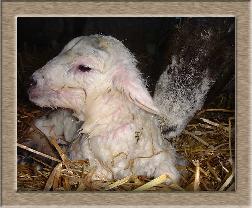 Lamb Photo of Hello World