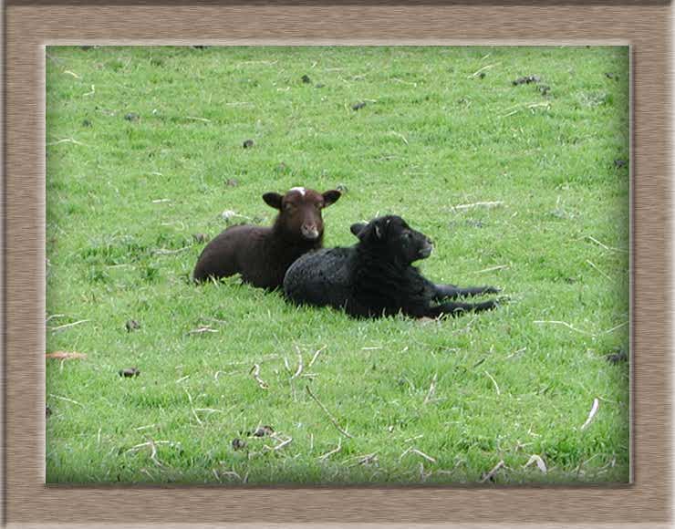 Lamb Photo of Black Sheep