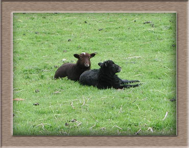 Sheep Photo of Black Sheep