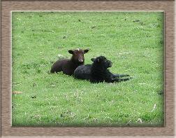 Lamb Photo of Black Sheep