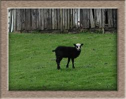 Sheep Photo of Ghostie