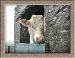 Sheep Postcard Photo