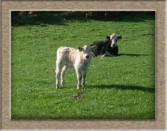 Sheep Photos - Ima cow - Click To Enlarge