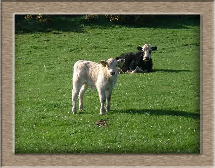 Sheep Photo of Ima%20cow