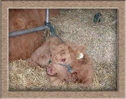 Click to see sheep photo full size