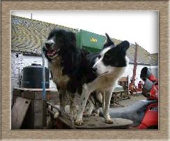 Click to see dog full size