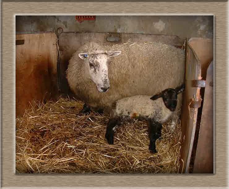ewe1_1.jpg