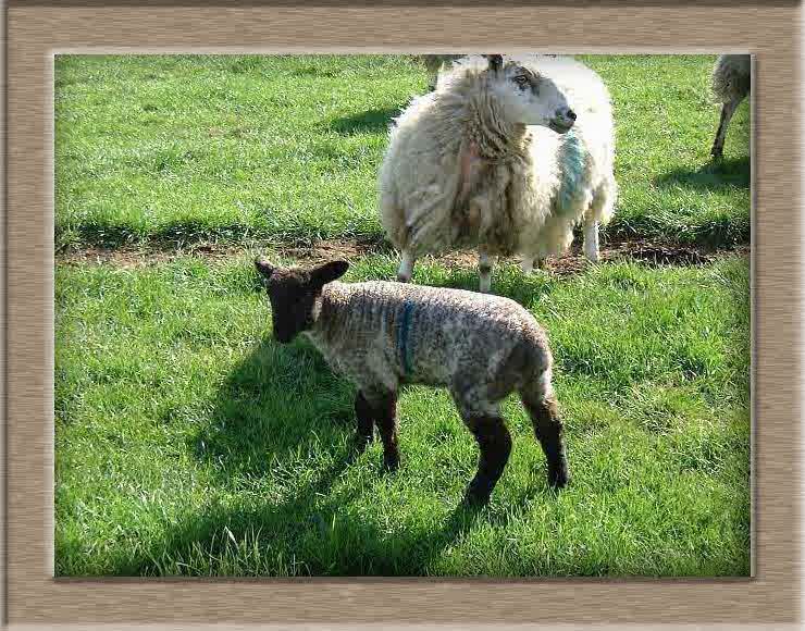 Sheep Photo of Black Socks