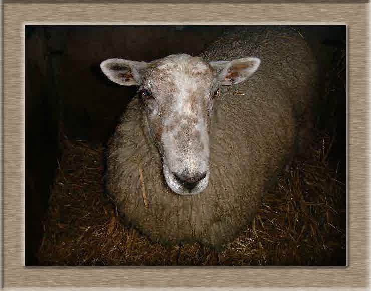 Lamb Photo of Big Mama