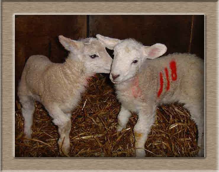Lamb Photo of 118118