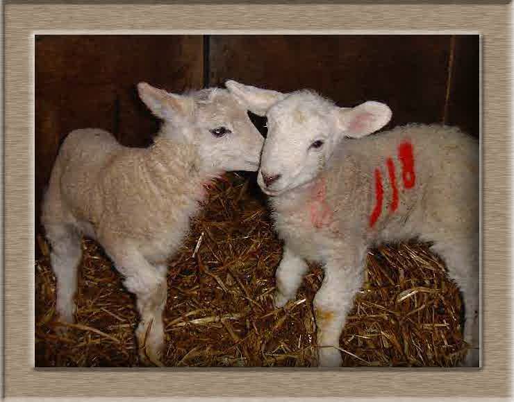 Sheep Photo of 118118