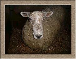 Sheep Photo of Big Mama