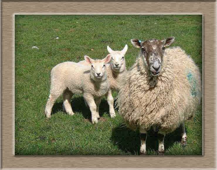 Lamb Photo of Two Of Me