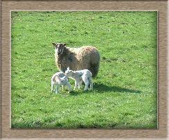 Click To Adopt A Sheep Now