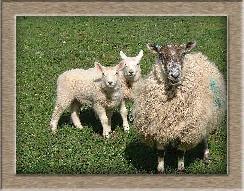 Sheep Photos - Two Of Me - Click To Enlarge
