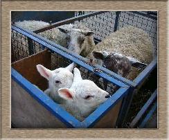 Sheep Photos - Leme Out - Click To Enlarge