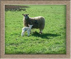 Sheep Postcard Photo