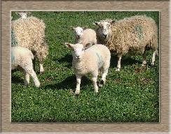 Sheep Postcard Photo