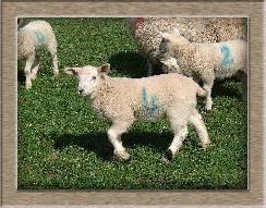Sheep Photos - Smooth - Click To Enlarge