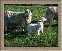 Sheep Postcard Photo