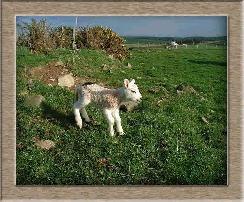 Sheep Postcard Photo