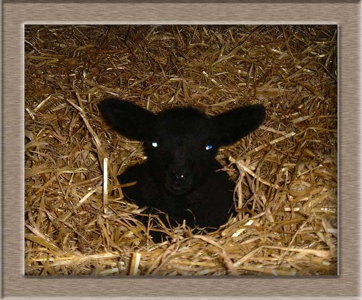 Lamb Photo of Blue Eyes