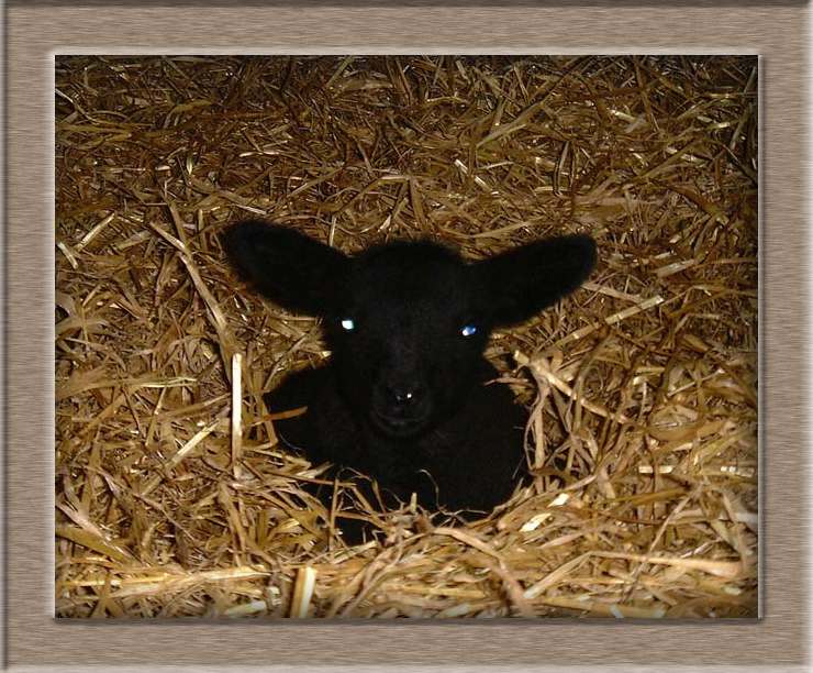 Lamb Photo of Blue%20Eyes