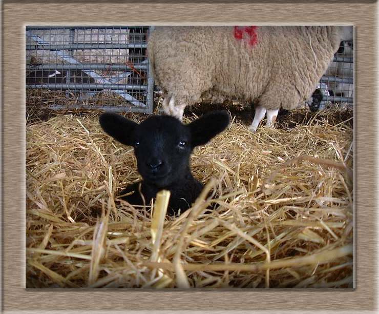 Lamb Photo of Titch