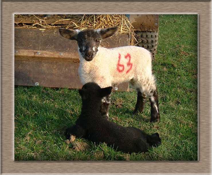 Lamb Photo of Identical?