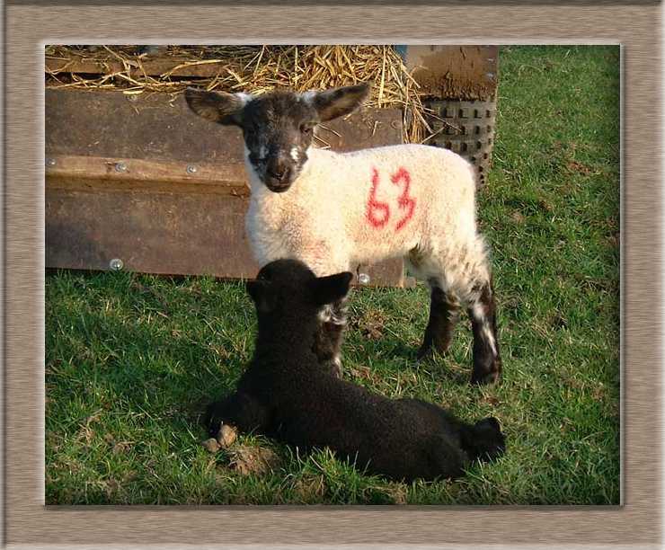 Lamb Photo of Identical