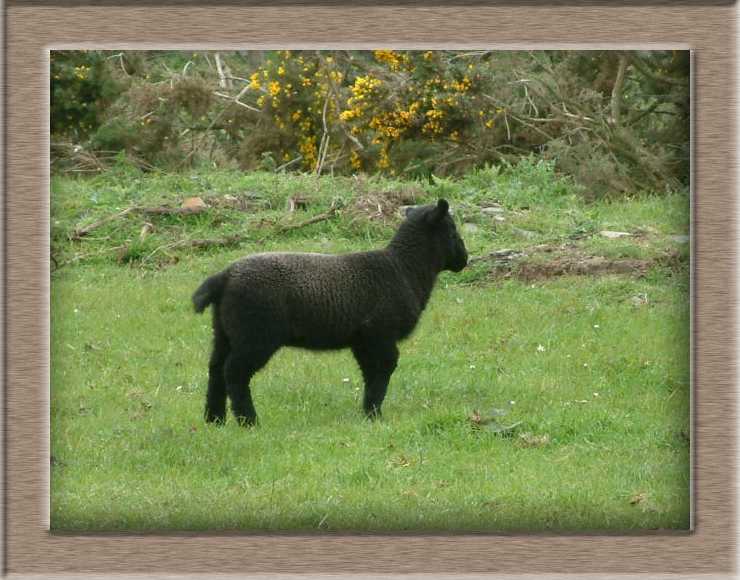 Lamb Photo of Ruby