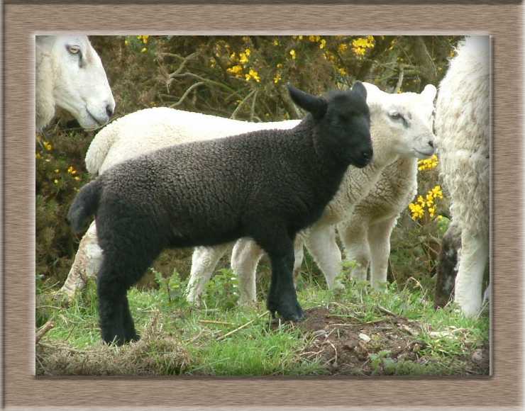 Sheep Photo of Ruby and Diamond