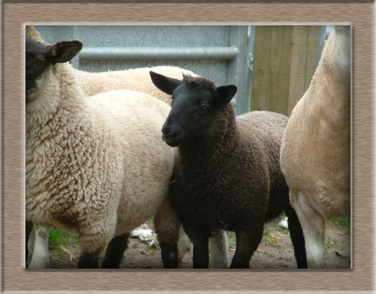 Sheep Photo of Toughy