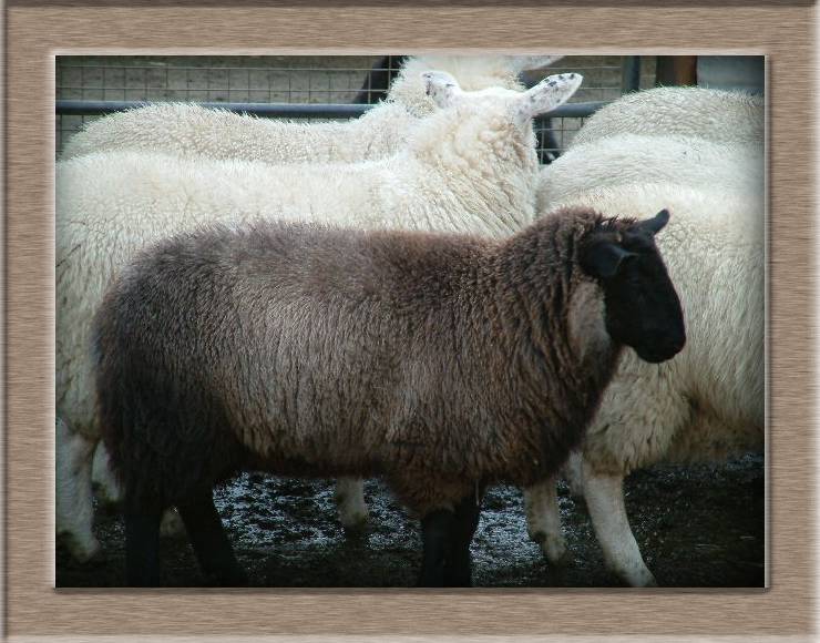 Sheep Photo of Brownie%20my%20pet