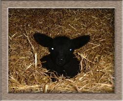 Sheep Photo of Blue Eyes