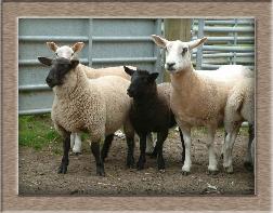 Click to see sheep photo full size