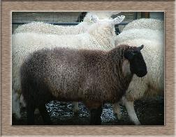 Sheep Photos - Brownie my pet - Click To Enlarge