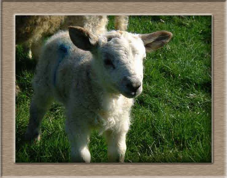 Lamb Photo of Fluffy