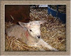 Lamb Photo of Lazy