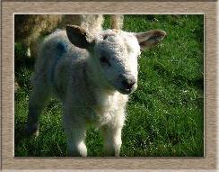 Sheep Postcard Photo