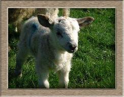 sheep photo