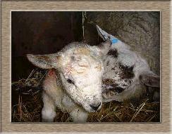 Lamb Photo of Nuzzle