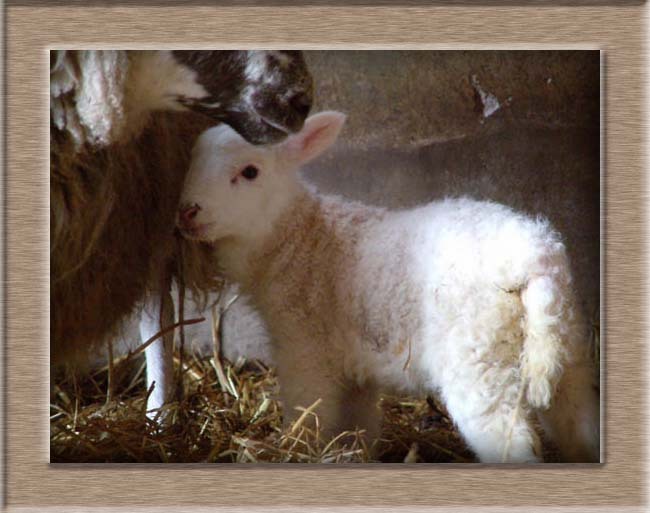 Sheep Photo of Cuddles