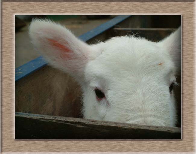 Lamb Photo of Peek A Boo