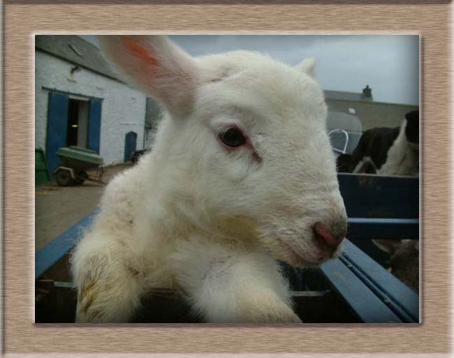 Lamb Photo of Donner