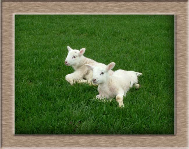 Sheep Photo of Resting and Relaxed